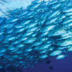 Appetite for Expansion