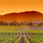 Join the Culinary Extravaganza in Napa Valley