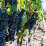 Join the Culinary Extravaganza in Napa Valley