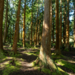 Scrubbing the Green 03/26